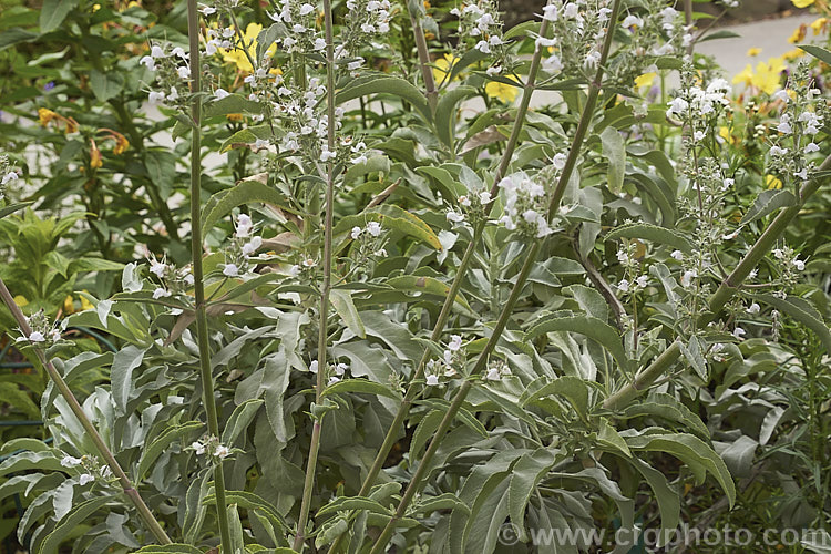 White Sage, Bee Sage or Sacred Sage (<i>Salvia apiana</i>), a late spring- to early summer-flowering shrubby perennial found in southern California and Baja California. It grows to around 15m high and wide and has strongly aromatic silver-grey foliage. Native Americans used the seeds to mix with grains. Order: Lamiales, Family: Lamiaceae