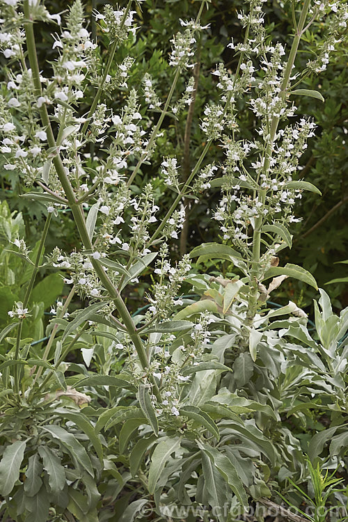 White Sage, Bee Sage or Sacred Sage (<i>Salvia apiana</i>), a late spring- to early summer-flowering shrubby perennial found in southern California and Baja California. It grows to around 15m high and wide and has strongly aromatic silver-grey foliage. Native Americans used the seeds to mix with grains. Order: Lamiales, Family: Lamiaceae