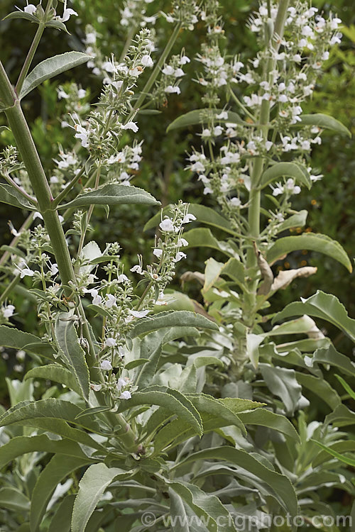 White Sage, Bee Sage or Sacred Sage (<i>Salvia apiana</i>), a late spring- to early summer-flowering shrubby perennial found in southern California and Baja California. It grows to around 15m high and wide and has strongly aromatic silver-grey foliage. Native Americans used the seeds to mix with grains. Order: Lamiales, Family: Lamiaceae