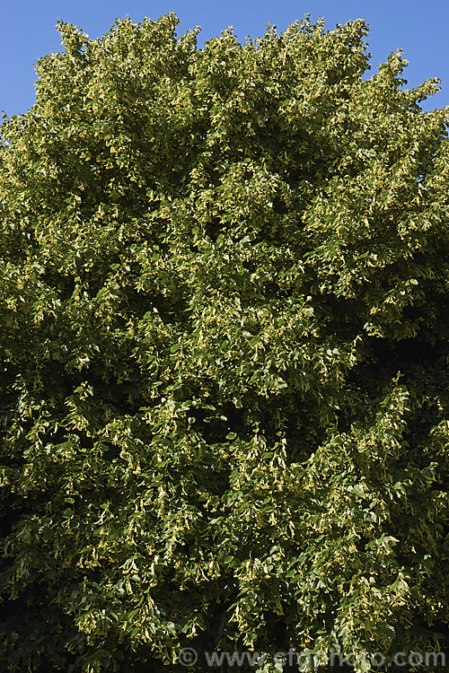 Small-leaved Lime or Littleleaf Linden (<i>Tilia cordata</i>) in flower. This large deciduous tree, up to 40m tall, is found over much of western Europe from Wales to Spain, Sweden and western Russia. It flowers in summer and although the flowers are small, they are very attractive to bees and other pollinating insects. Order: Malvales, Family: Malvaceae