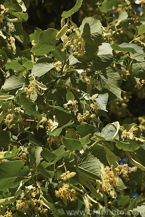 Small-leaved Lime or Littleleaf Linden (<i>Tilia cordata</i>) in flower. This large deciduous tree, up to 40m tall, is found over much of western Europe from Wales to Spain, Sweden and western Russia. It flowers in summer and although the flowers are small, they are very attractive to bees and other pollinating insects. Order: Malvales, Family: Malvaceae