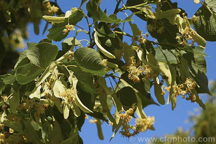 Small-leaved Lime or Littleleaf Linden (<i>Tilia cordata</i>) in flower. This large deciduous tree, up to 40m tall, is found over much of western Europe from Wales to Spain, Sweden and western Russia. It flowers in summer and although the flowers are small, they are very attractive to bees and other pollinating insects. Order: Malvales, Family: Malvaceae