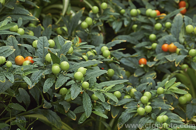 Wild Cherry or Jerusalem Cherry (<i>Solanum pseudocapsicum</i>), an evergreen shrub native to Madeira It is widely grown for its ornamental fruit, which are colourful (usually orange to red when ripe</i>) but toxic. solanum-2141htm'>Solanum.