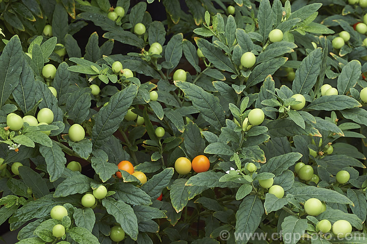 Wild Cherry or Jerusalem Cherry (<i>Solanum pseudocapsicum</i>), an evergreen shrub native to Madeira It is widely grown for its ornamental fruit, which are colourful (usually orange to red when ripe</i>) but toxic. solanum-2141htm'>Solanum.
