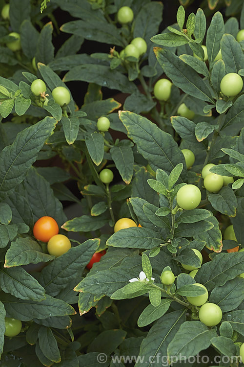 Wild Cherry or Jerusalem Cherry (<i>Solanum pseudocapsicum</i>), an evergreen shrub native to Madeira It is widely grown for its ornamental fruit, which are colourful (usually orange to red when ripe</i>) but toxic. solanum-2141htm'>Solanum.