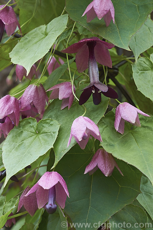 Purple Bells (<i>Rhodochiton atrosanguineum</i>), a twining perennial climber native to Brazil. Its unusually shaped flowers appear mainly in summer. Popular indoors, or outdoors in mild areas