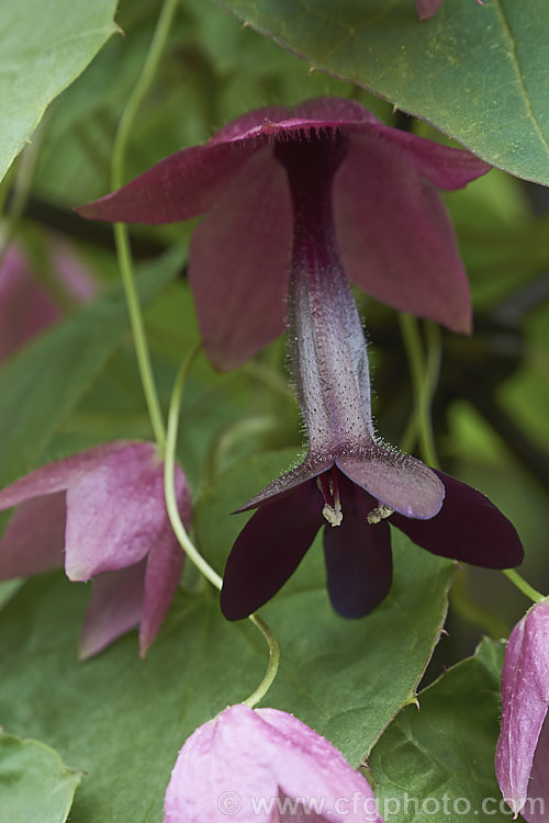 Purple Bells (<i>Rhodochiton atrosanguineum</i>), a twining perennial climber native to Brazil. Its unusually shaped flowers appear mainly in summer. Popular indoors, or outdoors in mild areas