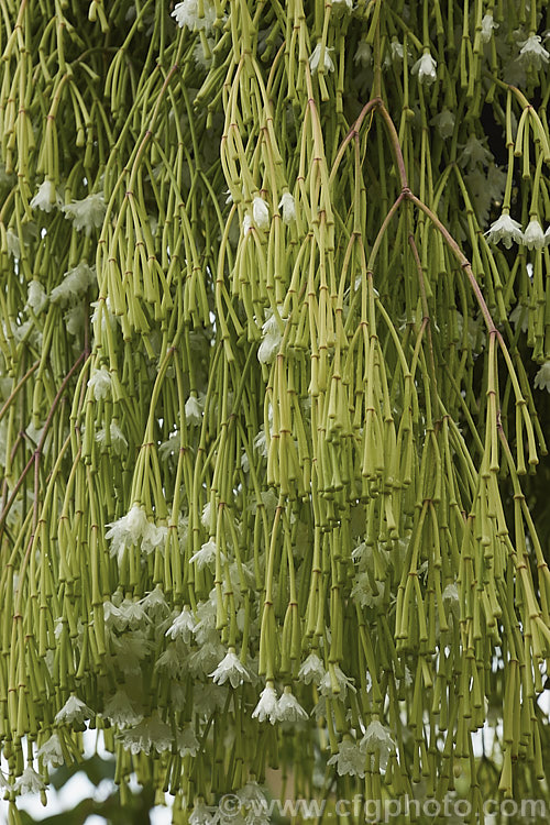 Mistletoe Cactus (<i>Rhipsalis clavata [syns. Hatiora clavata, Hariota clavata]), a trailing, spineless, epiphytic cactus native to Brazil. The small, deep yellow flowers are interesting but the jointed stems are the main feature and the plant is usually cultivated in hanging basket so that the plant forms a curtain of stems