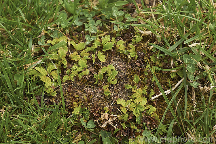 Small shoots of Hungarian Oak (<i>Quercus frainetto</i>) growing on an exposed root of an otherwise dead tree. Growths like this can sometimes be used to produce dwarf cultivars. This deciduous oak species, up to 30m tall, is native to southern Italy, Turkey and the Balkans it is notable for its pink-tinted young growth and tomentose acorn cups