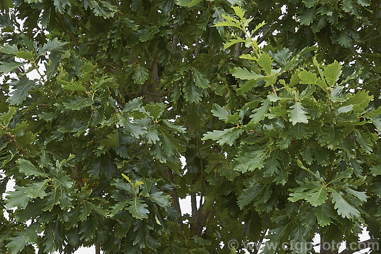 The summer foliage of Daimyo Oak (<i>Quercus dentata</i>), a large-leaved deciduous oak tree to 25m tall, native to Japan, Korea and nearby parts of China. The deeply lobed leaves can be over 30cm long and 20cm wide. The foliage often hangs on the tree well into winter, even when dry and brown. The acorn cups, which often cover more than half the acorn, are covered in road, flattened protuberances