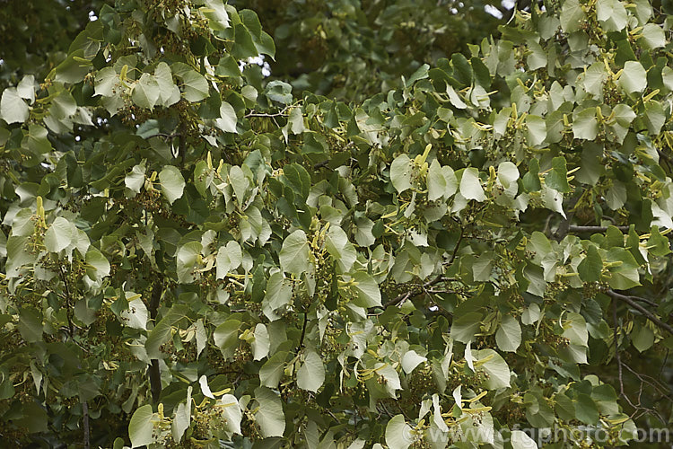 Silver Lime (<i>Tilia tomentosa</i>), a southeast European deciduous tree that grows to around 35m tall. The undersides of its leaves bear a silvery-grey indumentum, as seen here, which gives the tree its common name. Order: Malvales, Family: Malvaceae