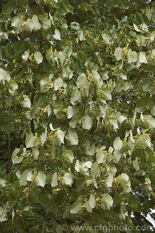 Silver Lime (<i>Tilia tomentosa</i>), a southeast European deciduous tree that grows to around 35m tall. The undersides of its leaves bear a silvery-grey indumentum, as seen here, which gives the tree its common name. Order: Malvales, Family: Malvaceae