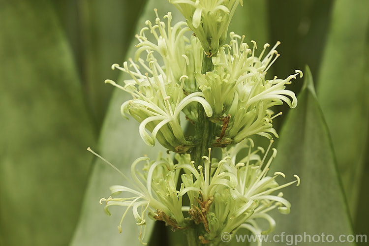 The flowers of Sansevieria trifasciata 'Silver Sheen', one of the many cultivars of the bowstring hemp or mother-in-law's tongue, a xerophytic fibrous-leafed perennial native to Nigeria. sansevieria-2484htm'>Sanseviera.