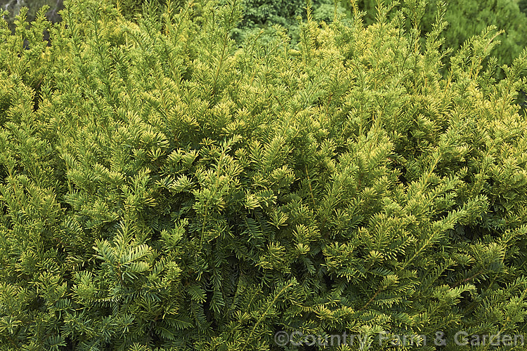 Taxus baccata 'Semperaurea', a yew cultivar that has golden foliage year-round, unlike some others, such as 'Aurea', which may be green or bronze at times 'Semperaurea' is compact and slow-growing. Order: Pinales, Family: Taxaceae