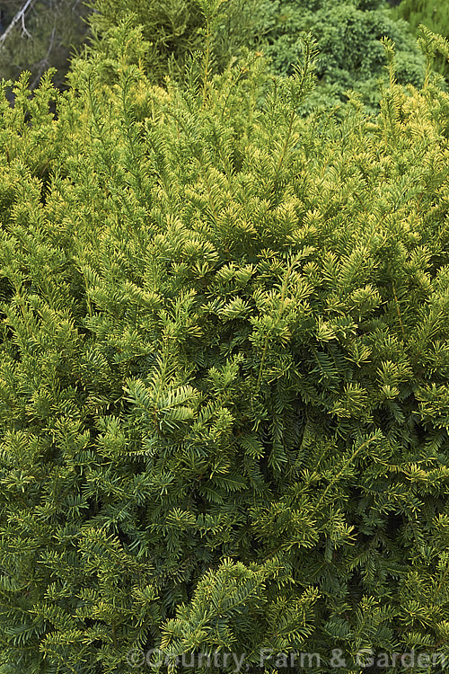 Taxus baccata 'Semperaurea', a yew cultivar that has golden foliage year-round, unlike some others, such as 'Aurea', which may be green or bronze at times 'Semperaurea' is compact and slow-growing. Order: Pinales, Family: Taxaceae