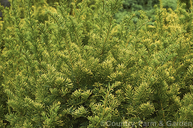 Taxus baccata 'Semperaurea', a yew cultivar that has golden foliage year-round, unlike some others, such as 'Aurea', which may be green or bronze at times 'Semperaurea' is compact and slow-growing. Order: Pinales, Family: Taxaceae