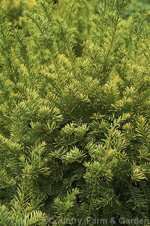 Taxus baccata 'Semperaurea', a yew cultivar that has golden foliage year-round, unlike some others, such as 'Aurea', which may be green or bronze at times 'Semperaurea' is compact and slow-growing. Order: Pinales, Family: Taxaceae