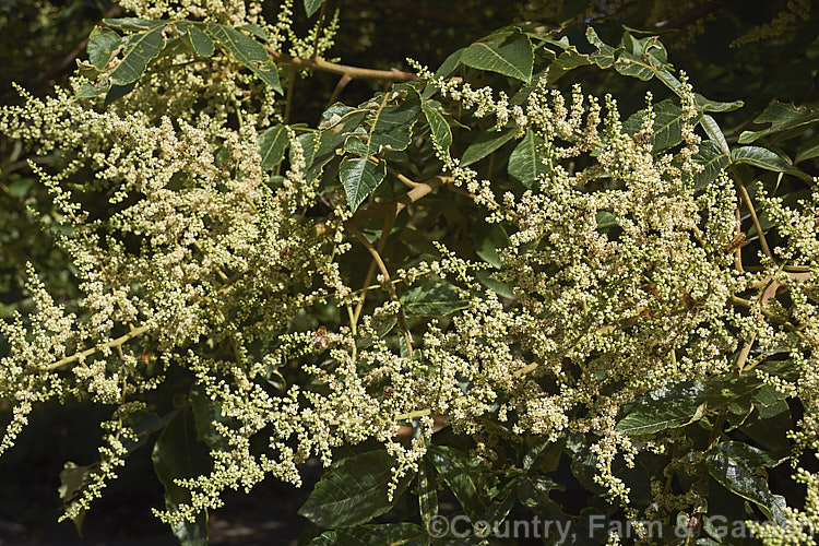 Chinese Sumac, Chinese Gall or Nutgall (<i>Rhus chinensis</i>), a deciduous suckering. Chinese shrub up to 7m tall and nearly as wide, with multiple stems making thicket. The sprays of greenish white flowers appear in autumn and are followed by brilliant autumn foliage colour that lasts until the first heavy frosts. In its natural environment aphids cause galls to form and these are used in Chinese medicines. rhus-2719htm'>Rhus. <a href='anacardiaceae-plant-family-photoshtml'>Anacardiaceae</a>.