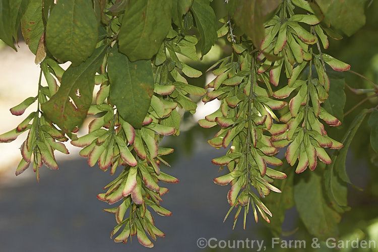 The near-ripe seeds (samara</i>) of Henry's Maple (<i>Acer henryi</i>), a deciduous tree native to central China. It is very hardy, grows to around 9m tall with a broad crown and often develops bright red autumn foliage. The purple-red-tinted samara are conspicuous from late summer and may be abundant. Order: Sapindales, Family: Sapindaceae