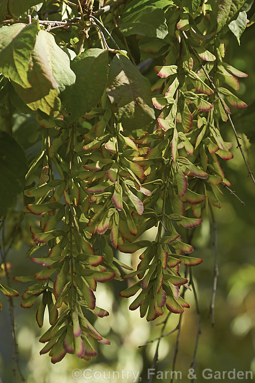 The near-ripe seeds (samara</i>) of Henry's Maple (<i>Acer henryi</i>), a deciduous tree native to central China. It is very hardy, grows to around 9m tall with a broad crown and often develops bright red autumn foliage. The purple-red-tinted samara are conspicuous from late summer and may be abundant. Order: Sapindales, Family: Sapindaceae