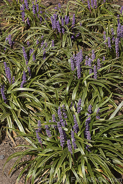 liriope-muscari-gold-band-photo-at-pictures-of-plants-stock-image-library