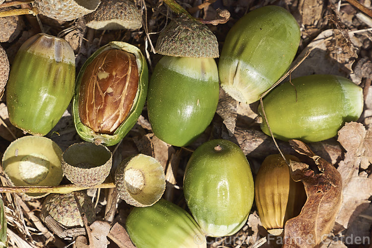 Acorns and cups of the English Oak, with one of the acorns cut open to reveal the seed inside. The English Oak (<i>Quercus robur</i>) is a large, round-headed deciduous tree found from Britain to western Russia. It lives to a great age and can reach 40m tall, though 20-35m is more common. Order: Fagales, Family: Fagaceae