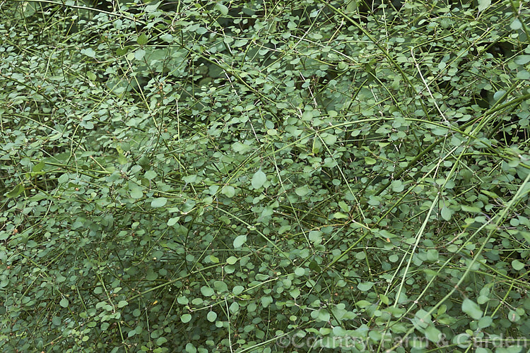 Teucridium parvifolium, a small-leafed, open-growing, wiry-stemmed, evergreen shrub native to New Zealand It occurs naturally through most of the country but is not common. Its small white flowers appear in late spring and summer. When not in flower it can be confused with a small-leafed. Coprosma. teucridium-3359htm'>Teucridium.