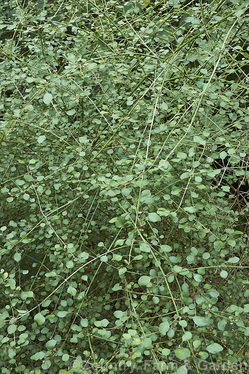 Teucridium parvifolium, a small-leafed, open-growing, wiry-stemmed, evergreen shrub native to New Zealand It occurs naturally through most of the country but is not common. Its small white flowers appear in late spring and summer. When not in flower it can be confused with a small-leafed. Coprosma. teucridium-3359htm'>Teucridium.