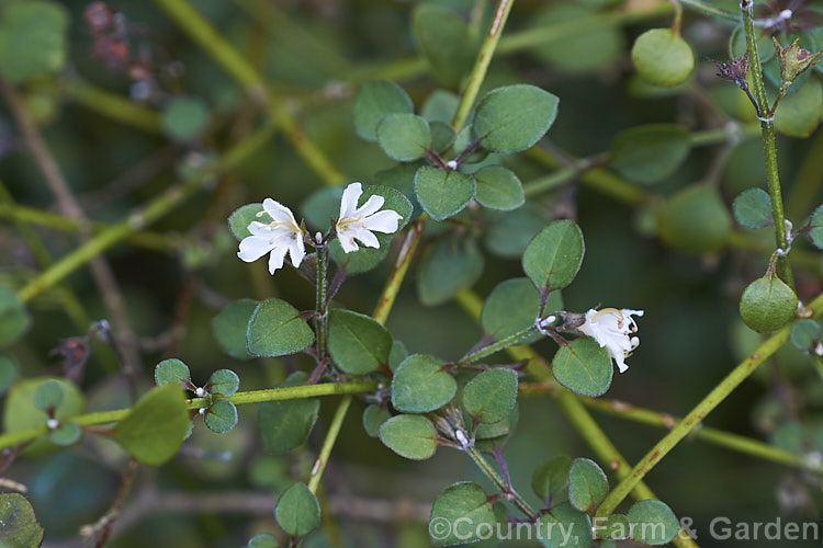 Teucridium parvifolium in flower. This small-leafed, open-growing, wiry-stemmed, evergreen shrub is native to New Zealand It occurs naturally through most of the country but is not common. Its small white flowers appear in late spring and summer. When not in flower it can be confused with a small-leafed. Coprosma. teucridium-3359htm'>Teucridium.