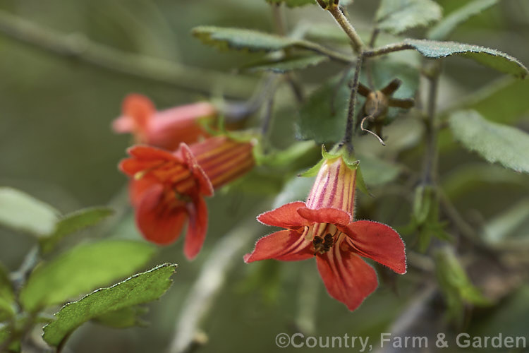 Waiuatua or Matata (<i>Rhabdothamnus solandri</i>), the only New Zealand member of the Gesneriaceae, this 90-180cm tall evergreen shrub flowers sporadically throughout the year