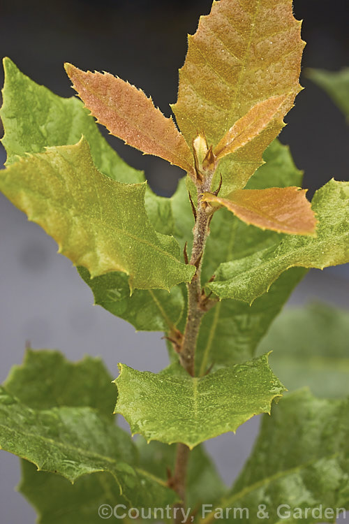 Young foliage of the Holm Oak or Holly-leaved Oak (<i>Quercus ilex</i>), an evergreen oak, 15-25m tall, native to the Mediterranean region. It is among the hardier evergreen oaks. Order: Fagales, Family: Fagaceae