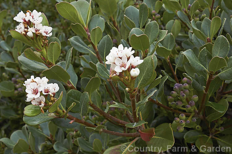 Rhaphiolepis umbellata, an evergreen shrub native to Japan and Korea. The flowers, which appear for much of the year in mild climates, are followed by small bluish-black berries