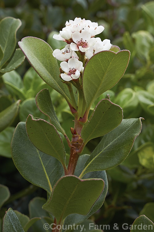 Rhaphiolepis umbellata, an evergreen shrub native to Japan and Korea. The flowers, which appear for much of the year in mild climates, are followed by small bluish-black berries