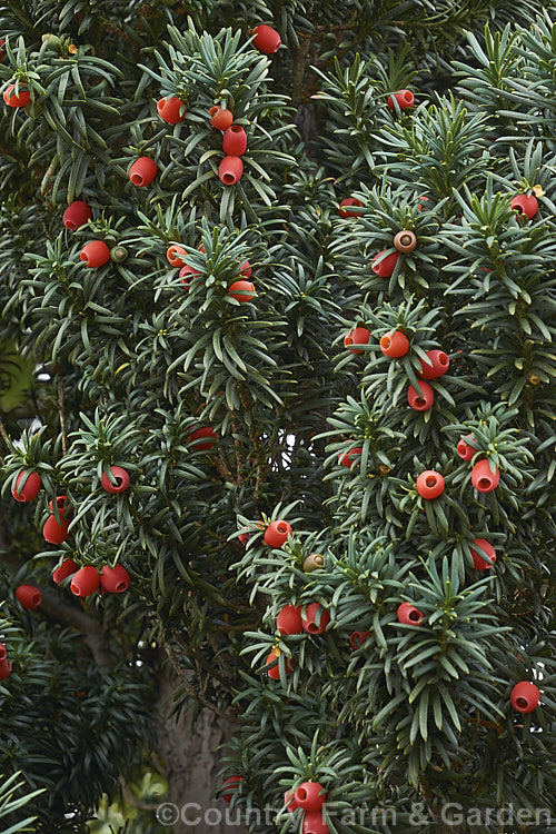 Yew (<i>Taxus baccata</i>) with its single-seeded drupaceous cones. This very tough and widely cultivated Eurasian conifer occurs in many cultivated forms but in the wild is usually seen as a multi-branched dome-shaped tree around 15-20m tall Order: Pinales, Family: Taxaceae