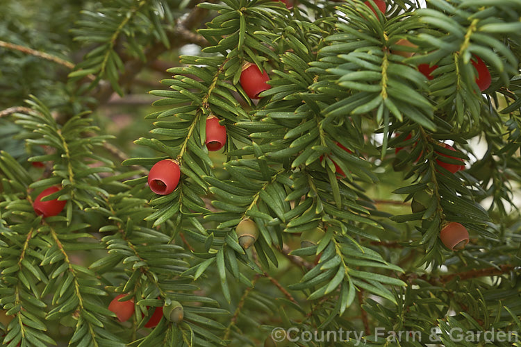 Yew (<i>Taxus baccata</i>) with its single-seeded drupaceous cones. This very tough and widely cultivated Eurasian conifer occurs in many cultivated forms but in the wild is usually seen as a multi-branched dome-shaped tree around 15-20m tall Order: Pinales, Family: Taxaceae