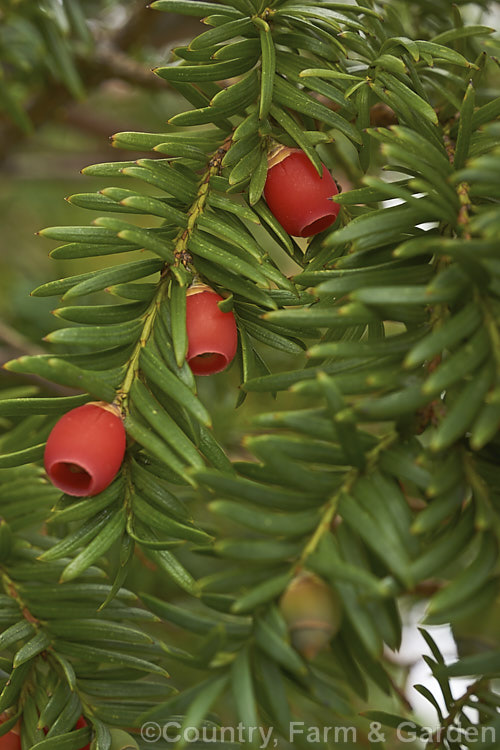 Yew (<i>Taxus baccata</i>) with its single-seeded drupaceous cones. This very tough and widely cultivated Eurasian conifer occurs in many cultivated forms but in the wild is usually seen as a multi-branched dome-shaped tree around 15-20m tall Order: Pinales, Family: Taxaceae