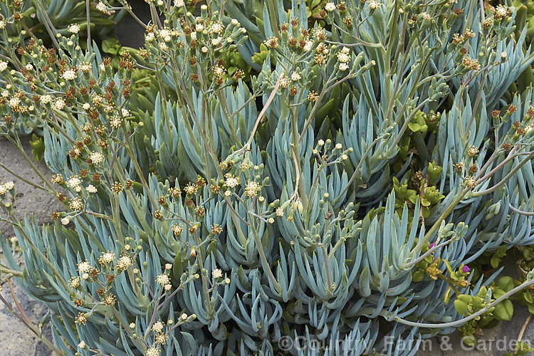 Blue Chalksticks (<i>Curio repens [syn. Senecio serpens, Kleinia repens]), an evergreen succulent, blue-grey stemmed plant to 30cm high x 50cm wide, native to South Africa. Its cream to white flowers are open only briefly and soon develop into fluffy seed heads