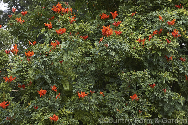 Cape. Honeysuckle (<i>Tecoma capensis [syn. Tecomaria capensis]), an evergreen shrub or semi-climber that is often used for hedging. It occurs naturally across much of southern Africa and flowers intermittently throughout the year. Orange is the typical flower colour but cultivars occur in a range of shades from yellow through pink to deep red. tecoma-3352htm'>Tecoma. <a href='bignoniaceae-plant-family-photoshtml'>Bignoniaceae</a>.