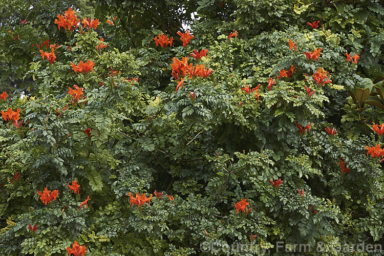 Cape. Honeysuckle (<i>Tecoma capensis [syn. Tecomaria capensis]), an evergreen shrub or semi-climber that is often used for hedging. It occurs naturally across much of southern Africa and flowers intermittently throughout the year. Orange is the typical flower colour but cultivars occur in a range of shades from yellow through pink to deep red. tecoma-3352htm'>Tecoma. <a href='bignoniaceae-plant-family-photoshtml'>Bignoniaceae</a>.