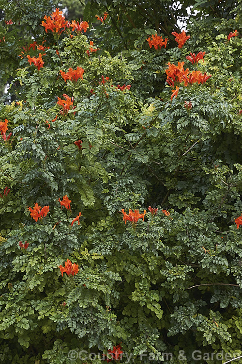 Cape. Honeysuckle (<i>Tecoma capensis [syn. Tecomaria capensis]), an evergreen shrub or semi-climber that is often used for hedging. It occurs naturally across much of southern Africa and flowers intermittently throughout the year. Orange is the typical flower colour but cultivars occur in a range of shades from yellow through pink to deep red. tecoma-3352htm'>Tecoma. <a href='bignoniaceae-plant-family-photoshtml'>Bignoniaceae</a>.