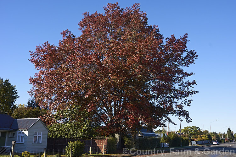 Scarlet Oak (<i>Quercus coccinea</i>), a 30m tree native to the eastern United States and southern Canada that is famed for its vivid red autumn foliage. It can be distinguished from the similar. Pin Oak (<i>Quercus palustris</i>), by the smooth underside of its foliage (no hairs in the fork of the veins</i>) and usually broader basal foliage lobes