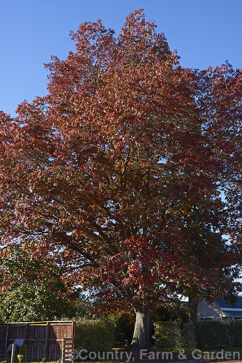 Scarlet Oak (<i>Quercus coccinea</i>), a 30m tree native to the eastern United States and southern Canada that is famed for its vivid red autumn foliage. It can be distinguished from the similar. Pin Oak (<i>Quercus palustris</i>), by the smooth underside of its foliage (no hairs in the fork of the veins</i>) and usually broader basal foliage lobes
