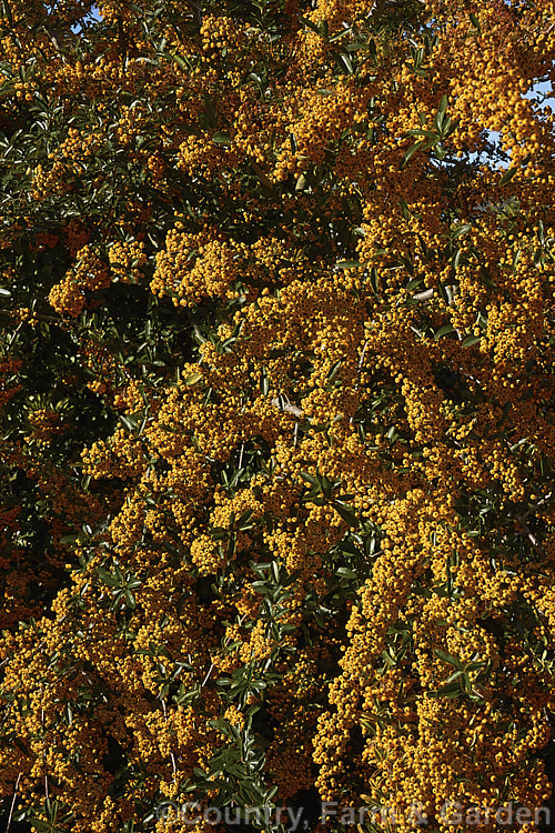 Pyracantha 'Shawnee', a Pyracantha crenatoserrata x Pyracantha koidzumii hybrid with a dense, spreading growth habit up to 35m high and wide. Its autumn- winter-borne berries are a soft yellow-orange shade and are abundant in good years