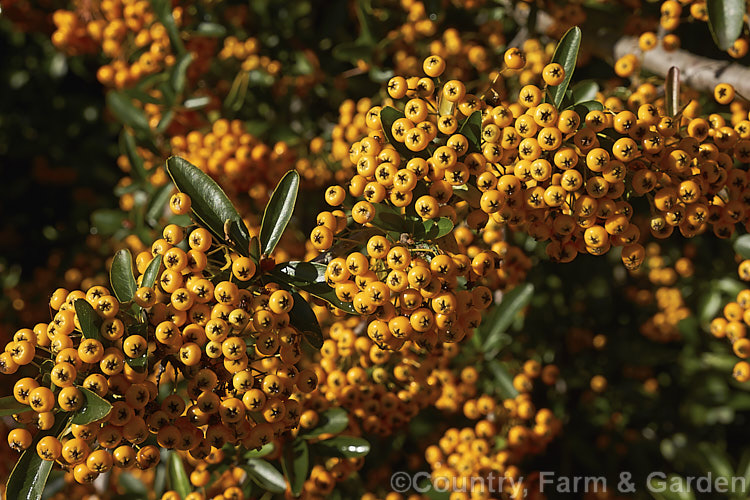 Pyracantha 'Shawnee', a Pyracantha crenatoserrata x Pyracantha koidzumii hybrid with a dense, spreading growth habit up to 35m high and wide. Its autumn- winter-borne berries are a soft yellow-orange shade and are abundant in good years
