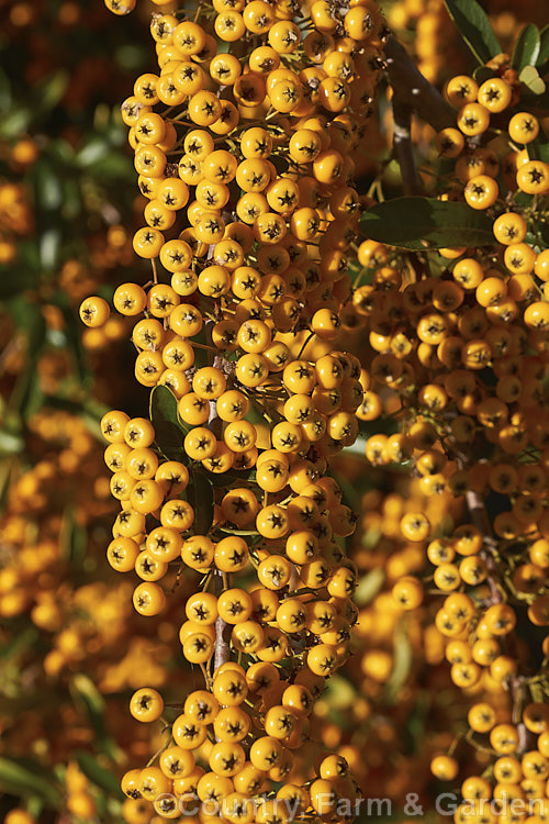 Pyracantha 'Shawnee', a Pyracantha crenatoserrata x Pyracantha koidzumii hybrid with a dense, spreading growth habit up to 35m high and wide. Its autumn- winter-borne berries are a soft yellow-orange shade and are abundant in good years