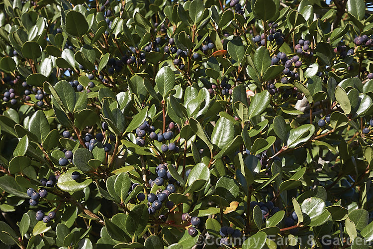 The foliage and mature fruit of Rhaphiolepis umbellata, an evergreen shrub native to Japan and Korea. The black olive-like fruits develop from white flowers that open in spring and early summer