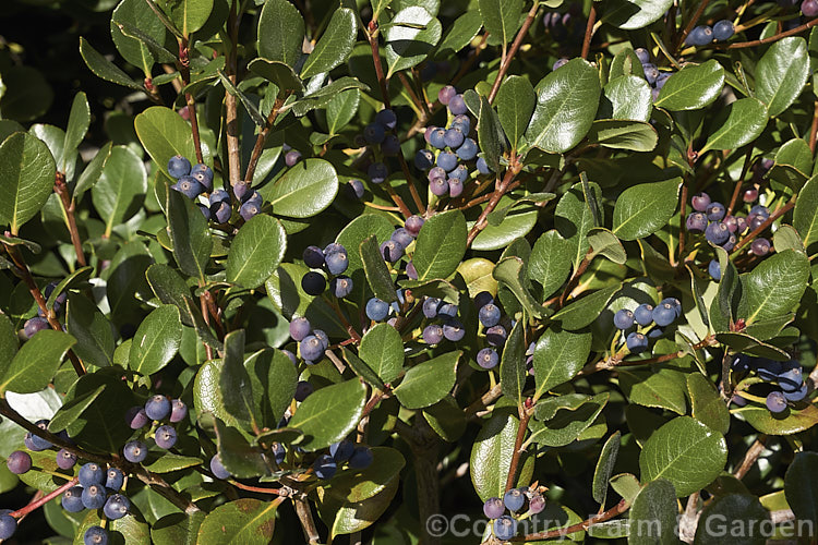 The foliage and mature fruit of Rhaphiolepis umbellata, an evergreen shrub native to Japan and Korea. The black olive-like fruits develop from white flowers that open in spring and early summer