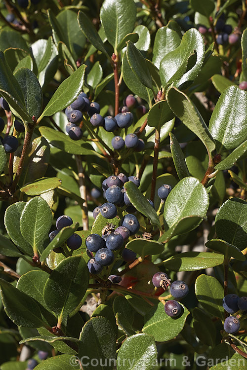 The foliage and mature fruit of Rhaphiolepis umbellata, an evergreen shrub native to Japan and Korea. The black olive-like fruits develop from white flowers that open in spring and early summer