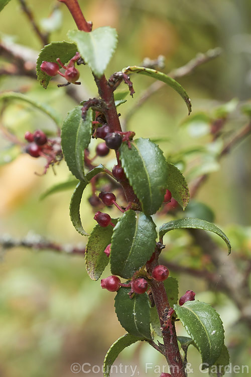 Californian Huckleberry (<i>Vaccinium ovatum</i>), an evergreen shrub from 1-4m tall, found from British Columbia to California. Its flowers appear mainly in spring and are followed by small berries shown here, which are black when ripe. The fruit is edible but generally too small and sour to be anything but an emergency food. vaccinium-2753htm'>Vaccinium. Order: Ericales, Family: Ericaceae