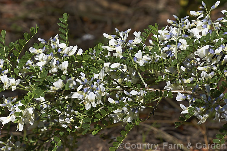 Flowers of David's Mountain Laurel (<i>Sophora davidii</i>), a spiny, deciduous, spring- to early summer-flowering shrub native to southwestern China. It with grow to around 25m high and wide and the flowers are followed by an abundance of small jointed seedpods. sophora-2142htm'>Sophora.